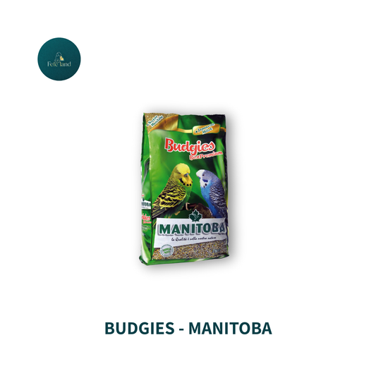 Budgies - Manitoba